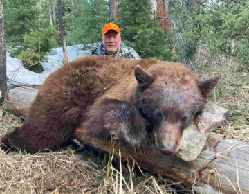 A nonresident Wyoming hunter with his color phase black bear laying on a fallen tree.
